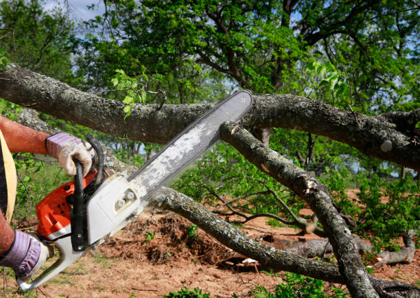 Professional Tree Services in Los Alamos, CA